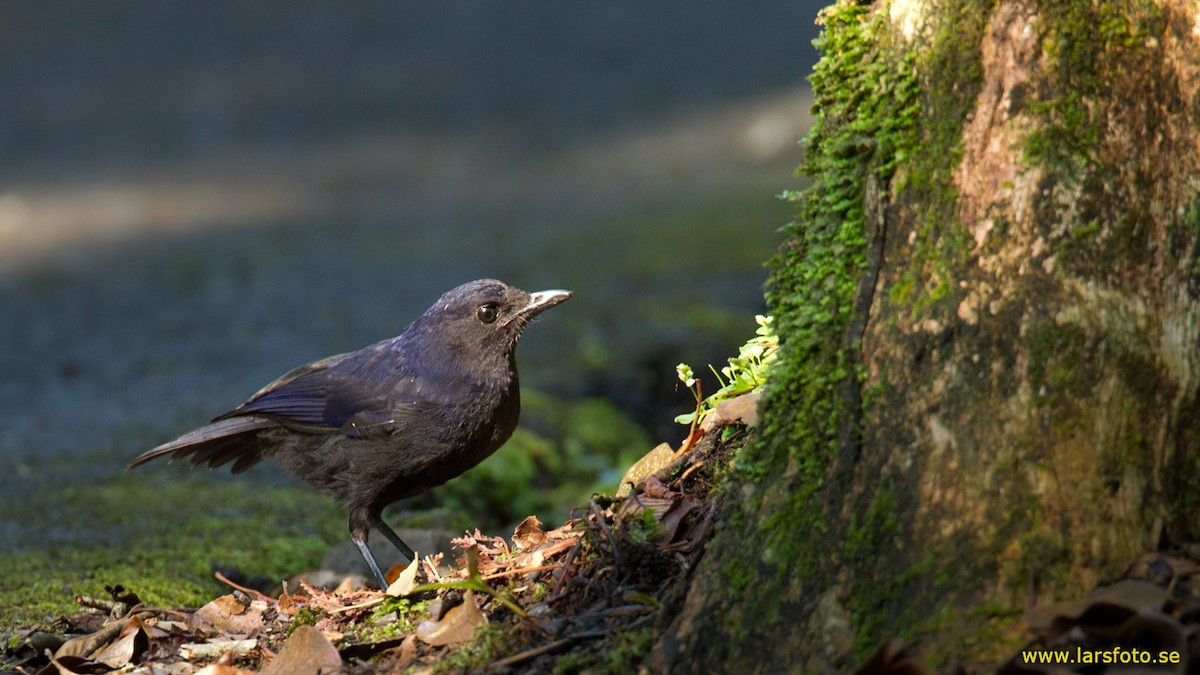 Javan Whistling-Thrush - Lars Petersson | My World of Bird Photography