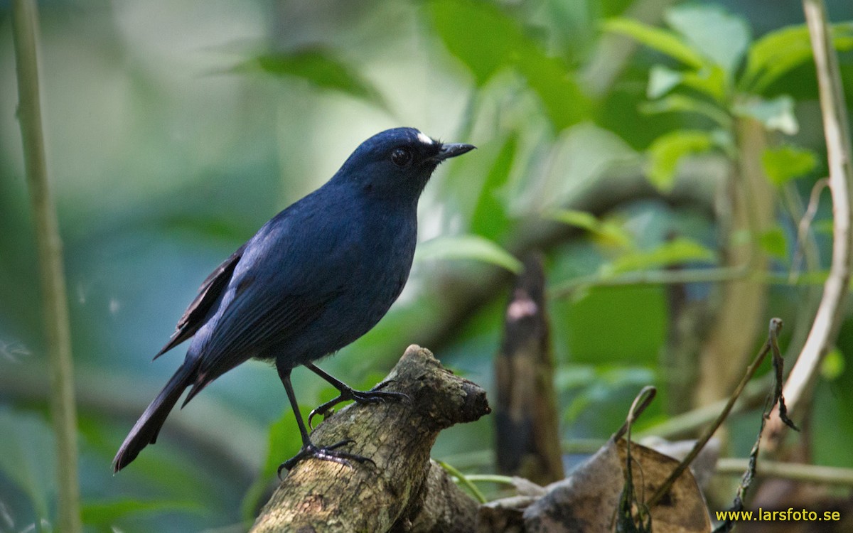 Sunda Robin (Javan) - Lars Petersson | My World of Bird Photography