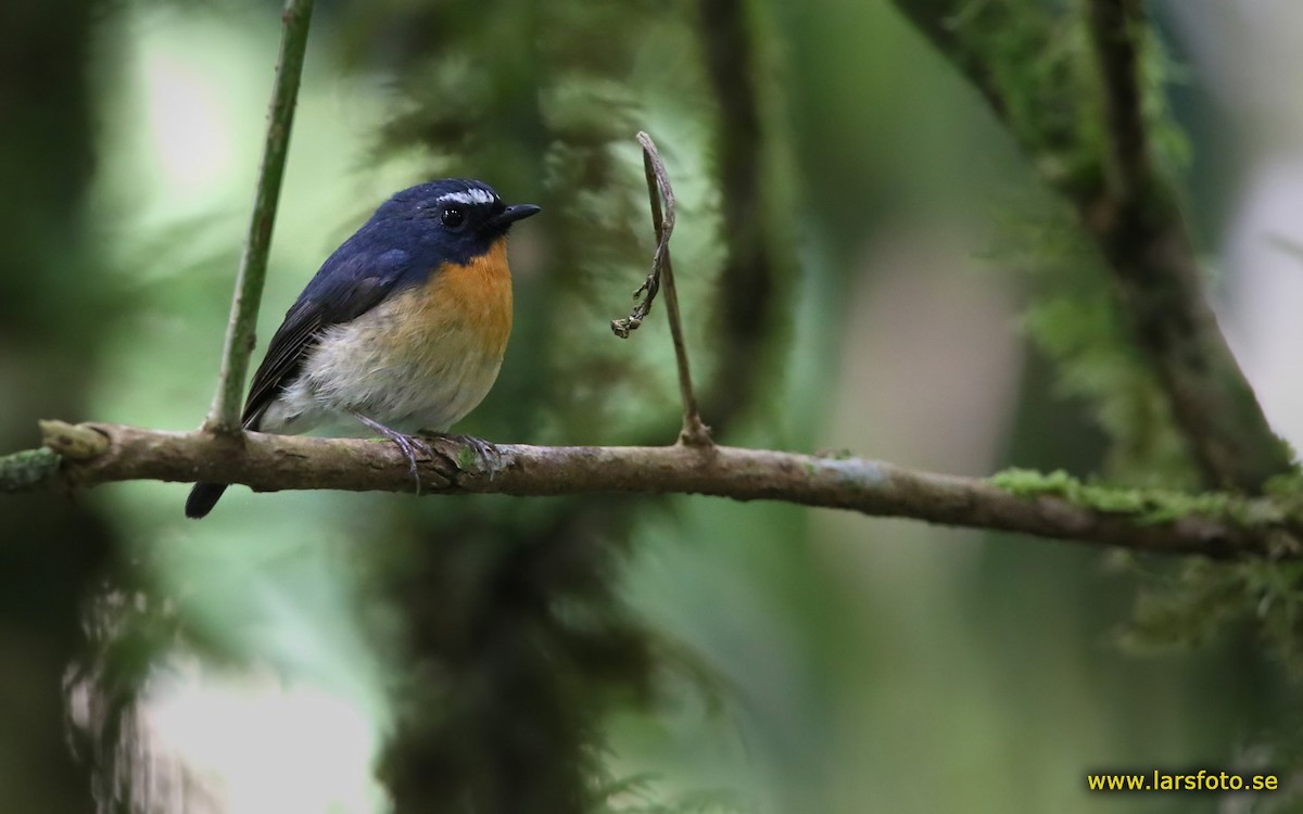 Snowy-browed Flycatcher - Lars Petersson | My World of Bird Photography