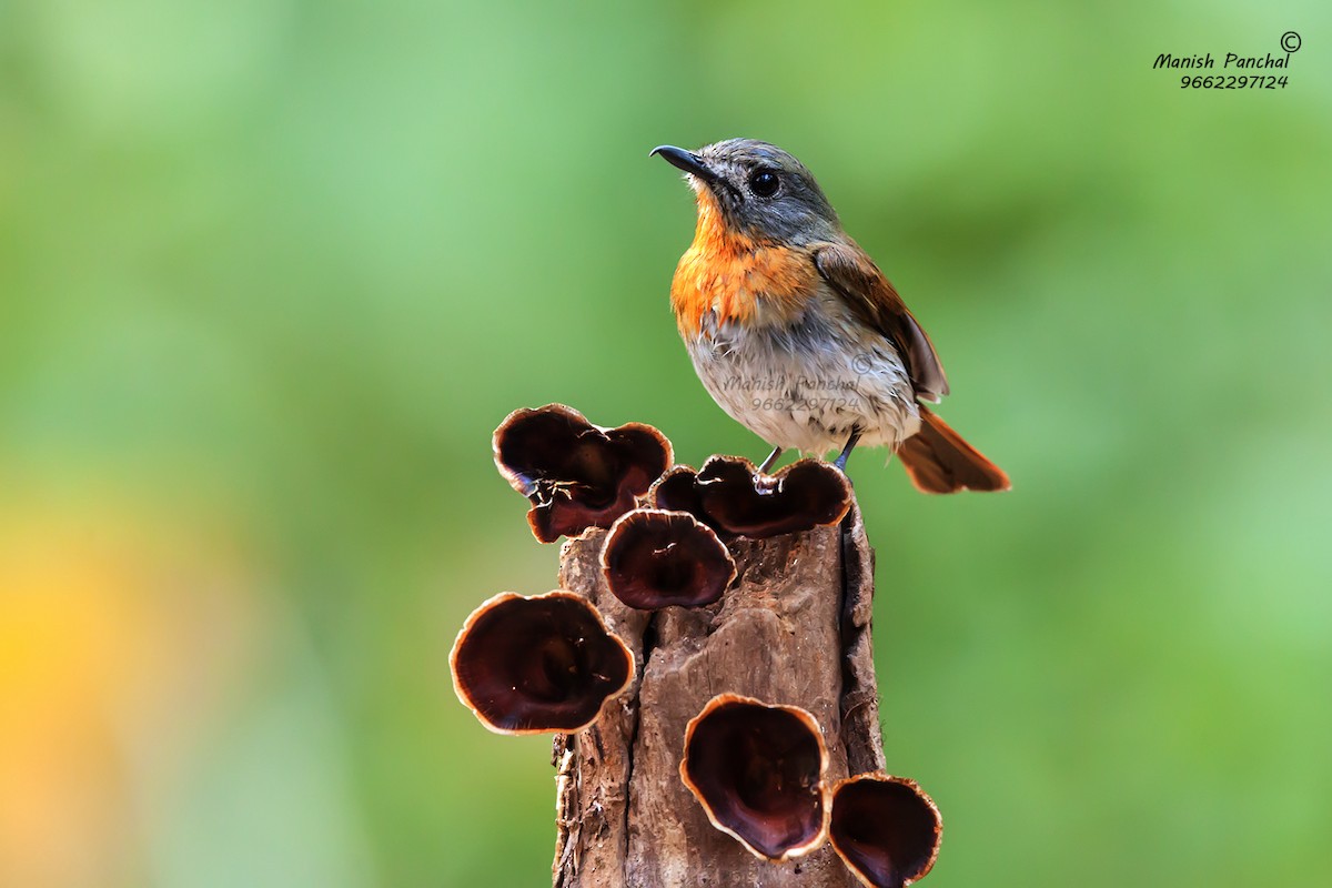 White-bellied Blue Flycatcher - ML205943761