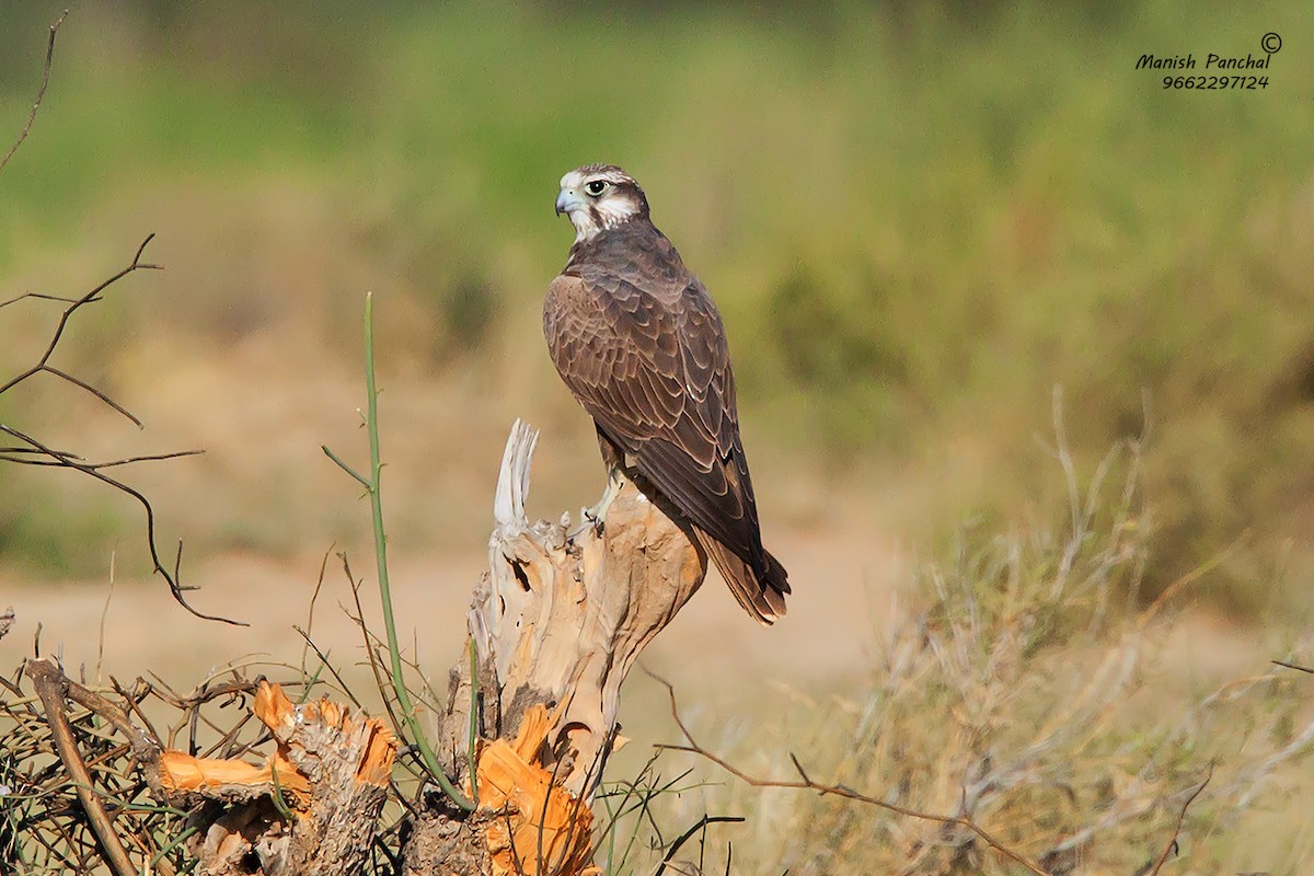 Falco laggar - ML205944321