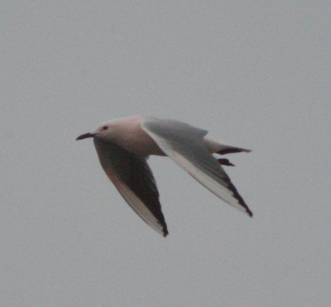 Slender-billed Gull - ML205944661