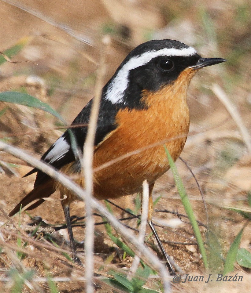 Moussier's Redstart - Juan José  Bazan Hiraldo