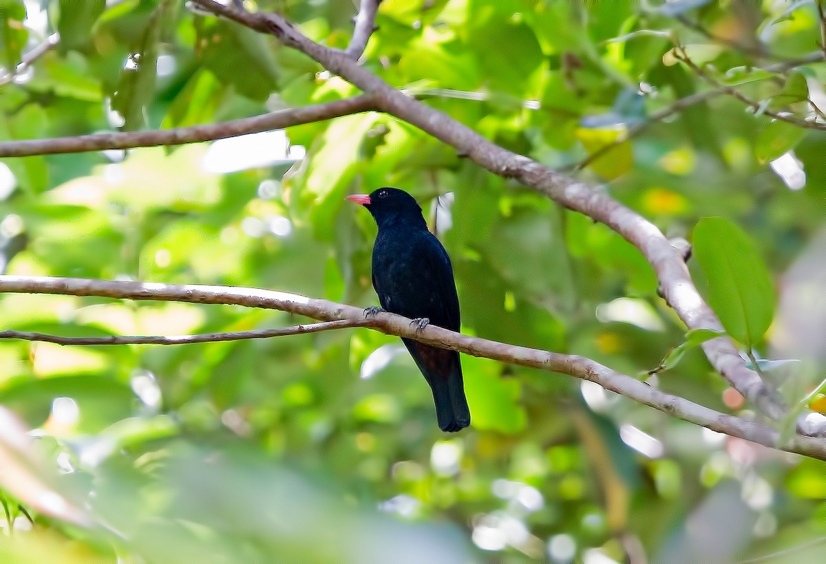 Black Oriole - Anthony Sawbridge