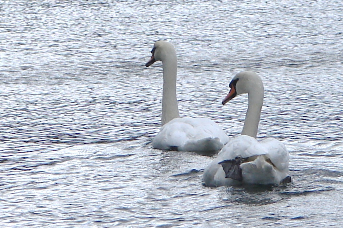 Mute Swan - ML205945671
