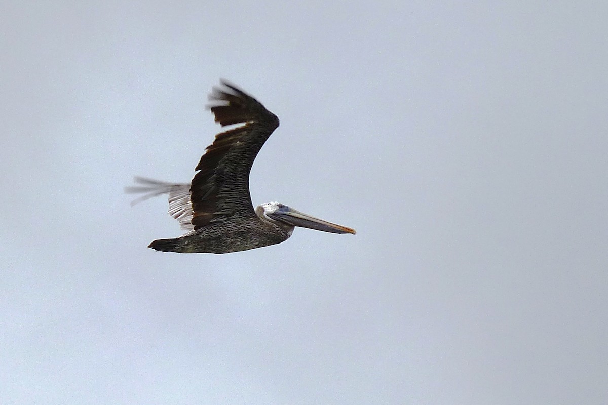 Brown Pelican - ML205945681