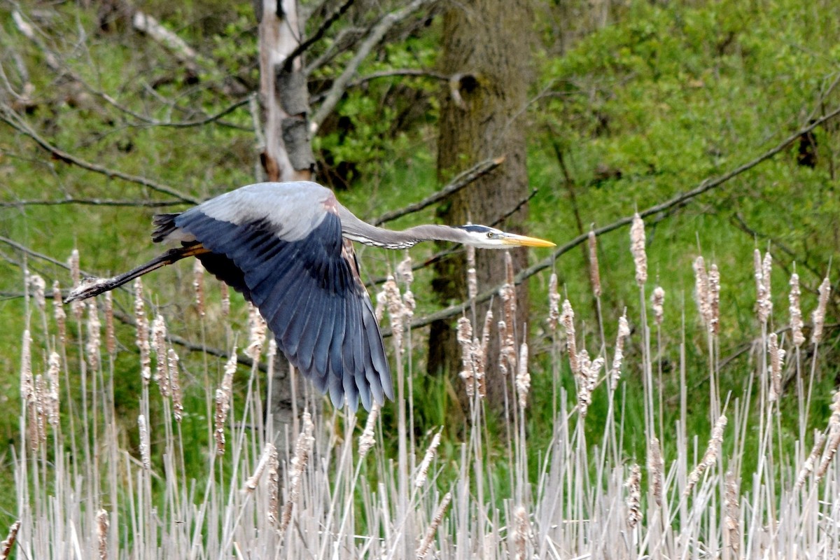 Great Blue Heron - ML205945751