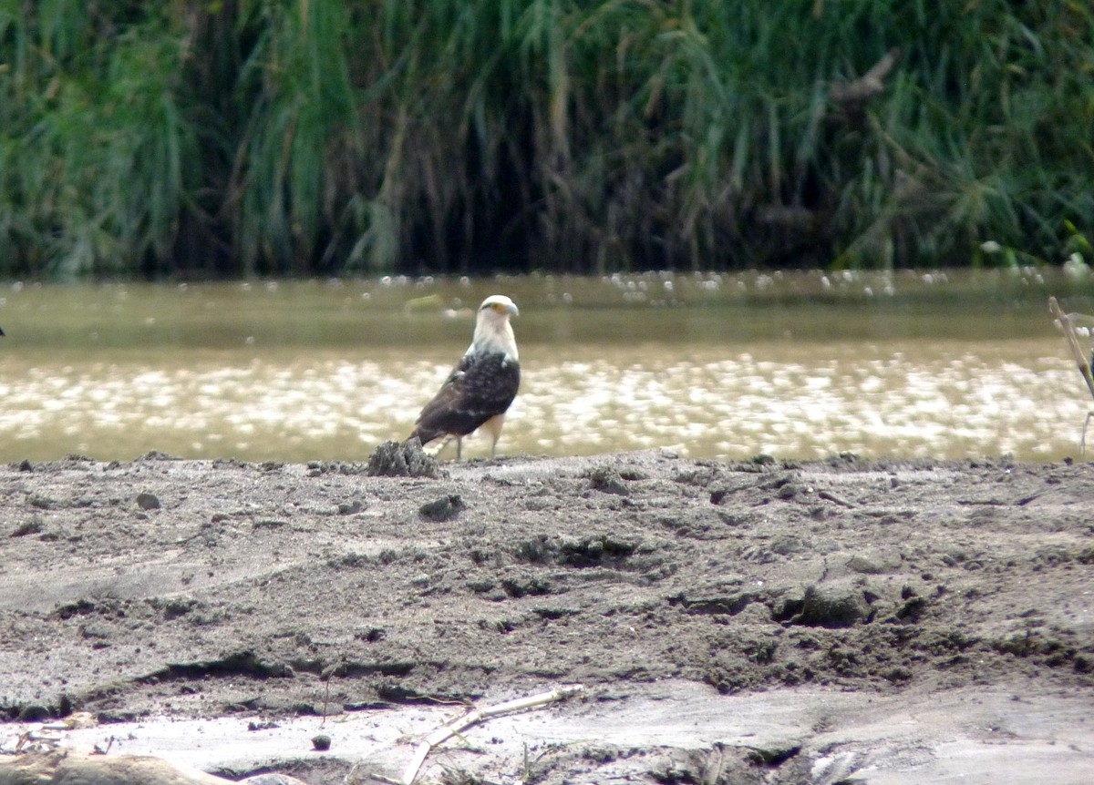 Yellow-headed Caracara - ML205945851