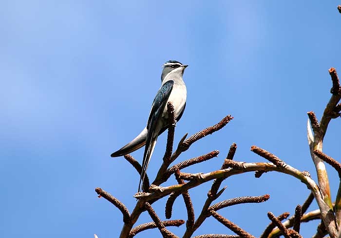 Moustached Treeswift - Mehd Halaouate