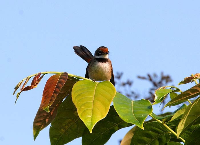 Supertramp Fantail - ML205946121