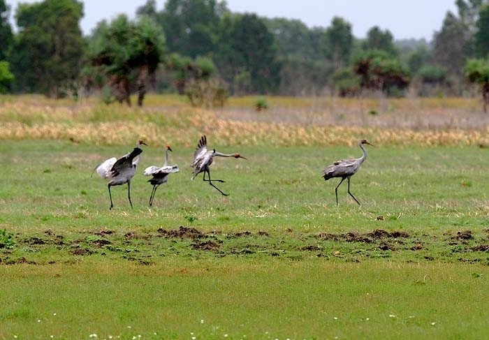 Brolga - Mehd Halaouate