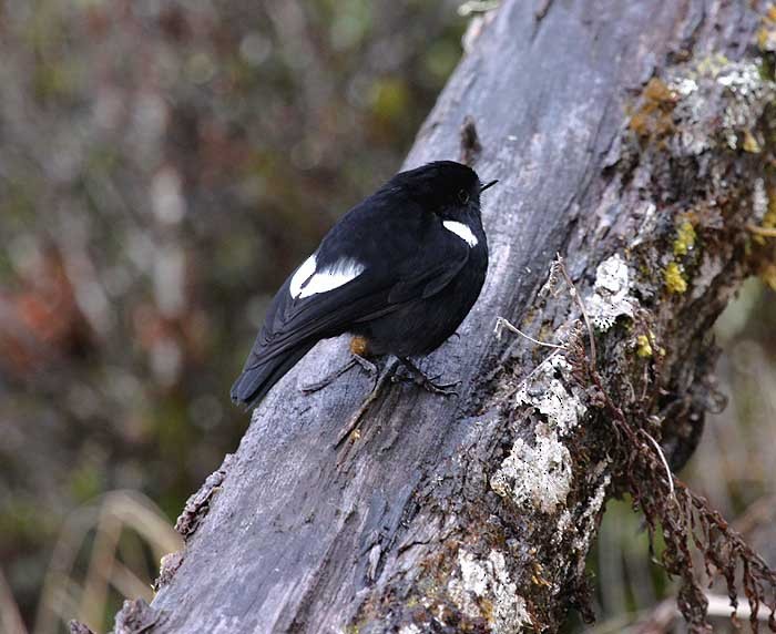 White-winged Robin - ML205946251