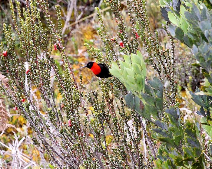 Red-collared Myzomela - Mehd Halaouate