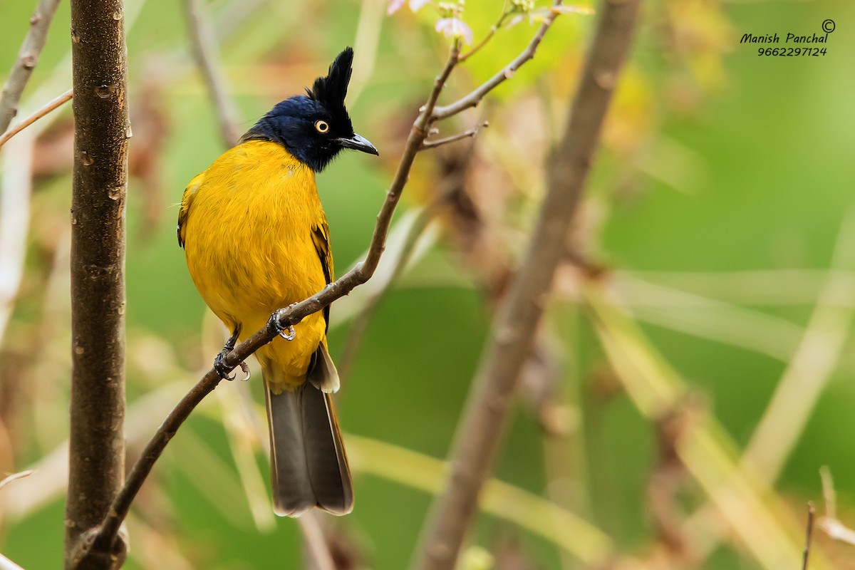 Black-crested Bulbul - ML205946331