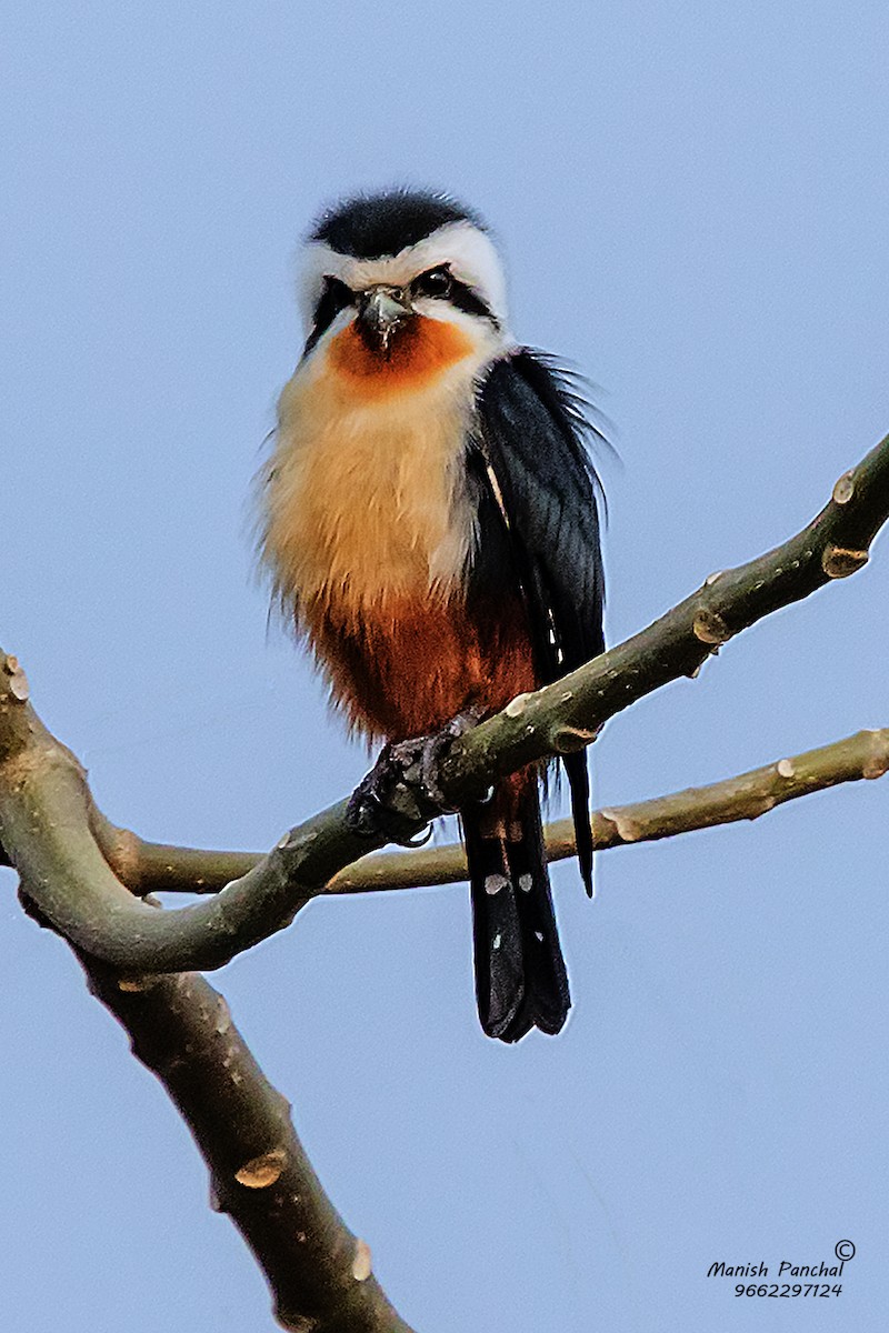 Collared Falconet - ML205946391