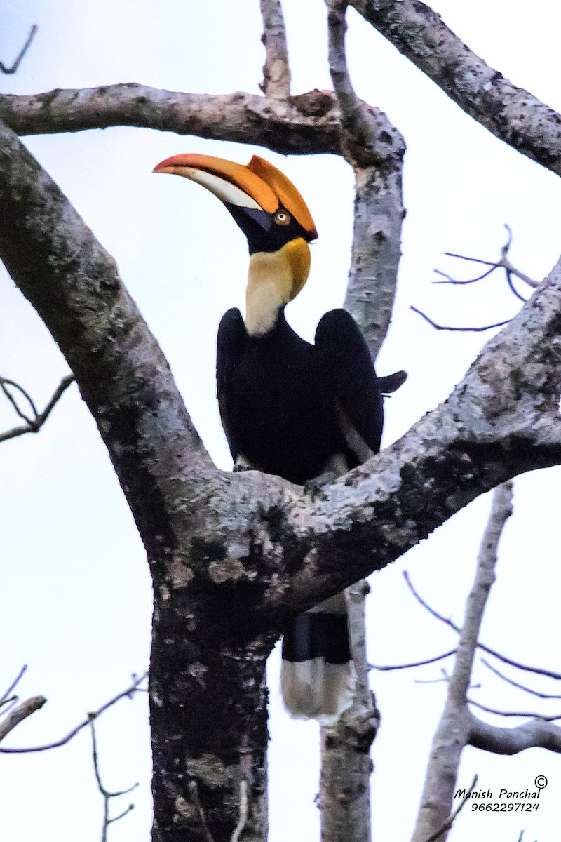 Great Hornbill - ML205946451