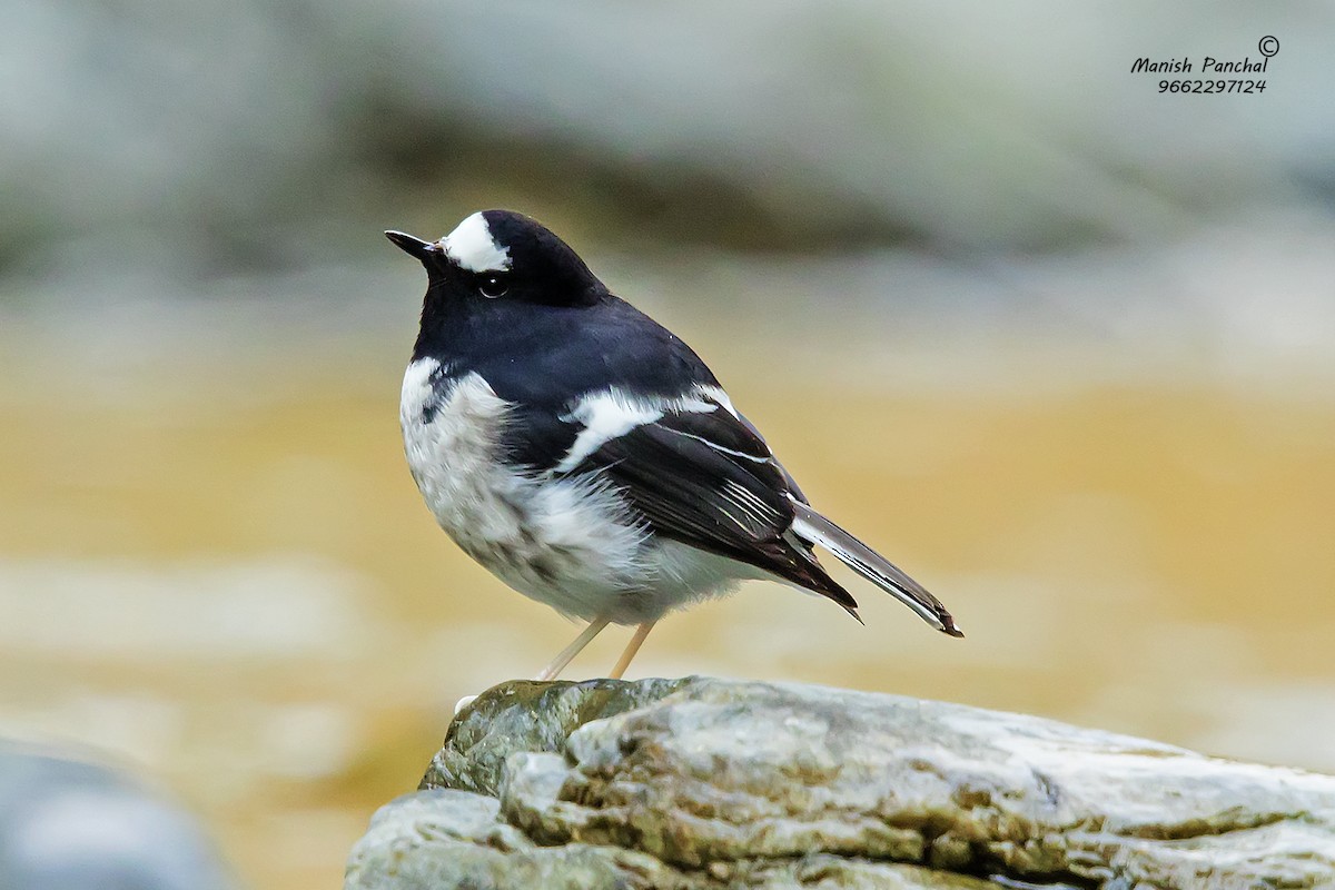 Little Forktail - Manish Panchal