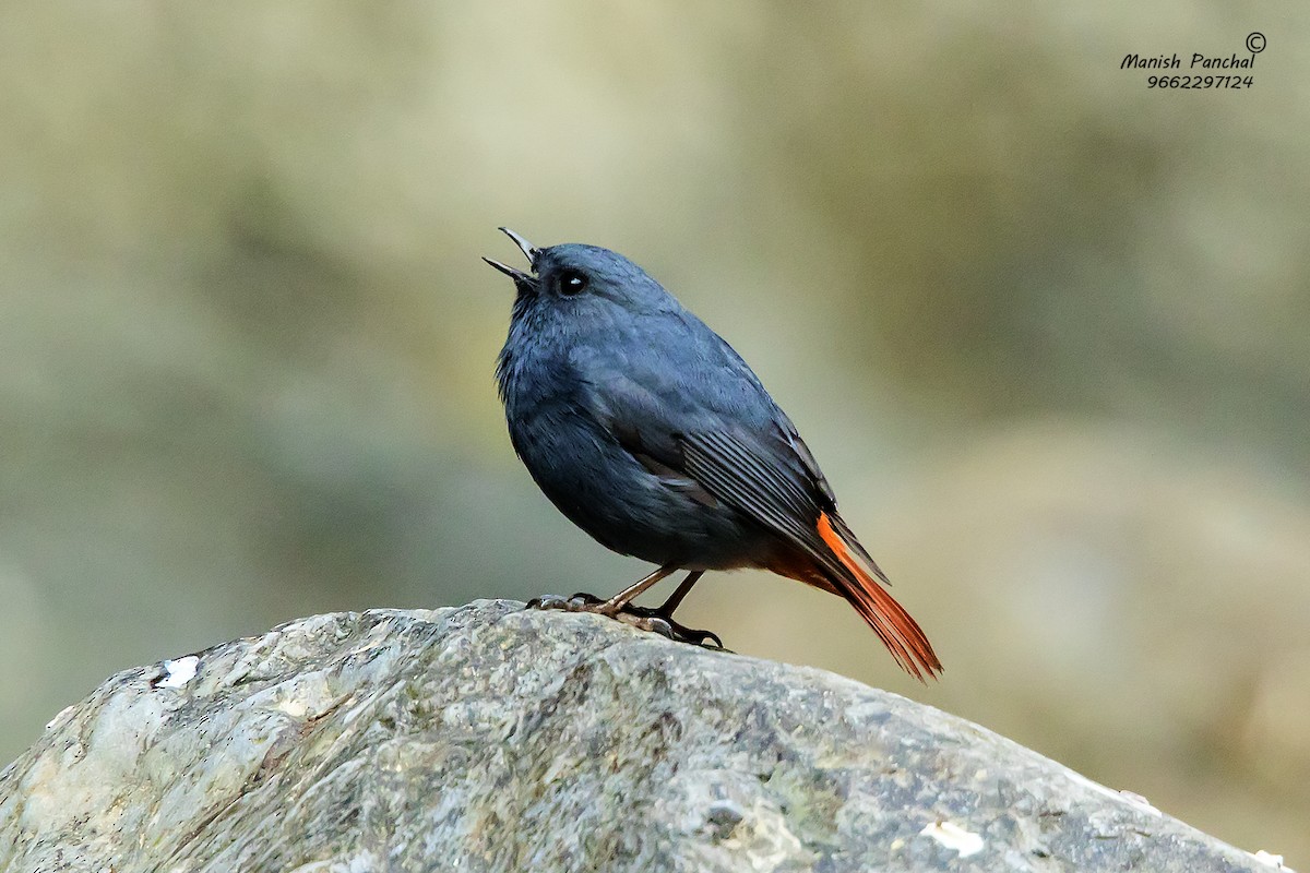 Plumbeous Redstart - Manish Panchal