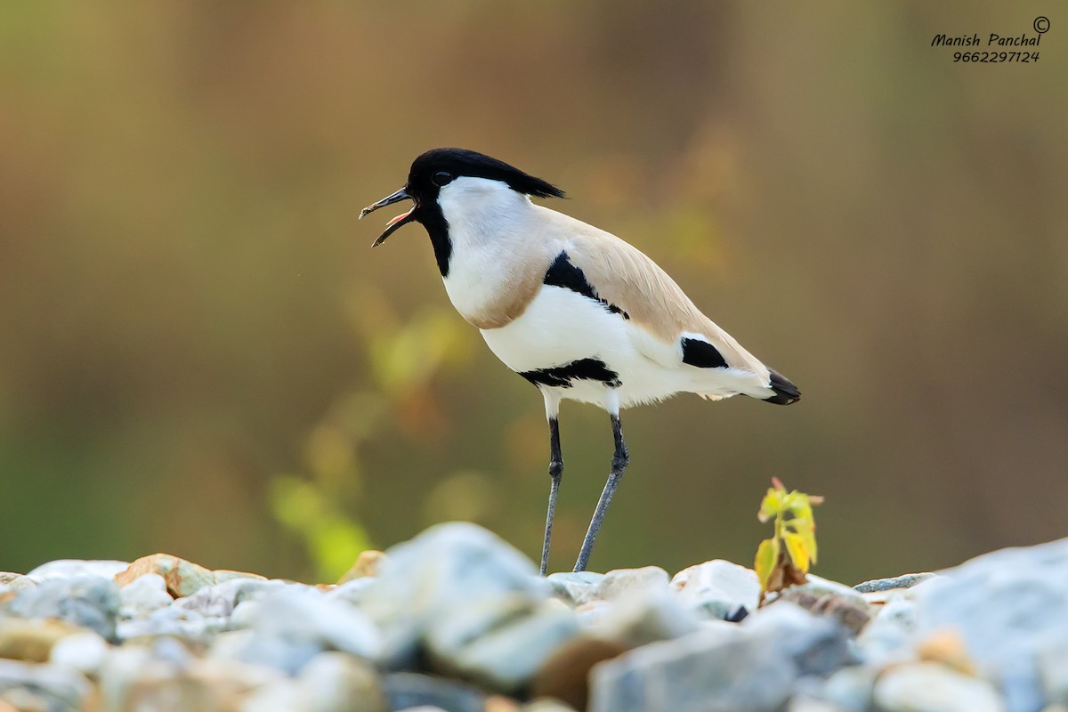 River Lapwing - Manish Panchal