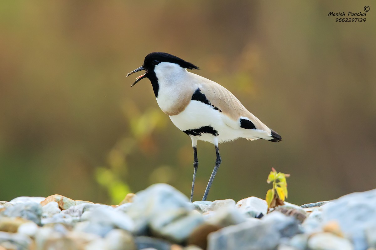 River Lapwing - ML205946601