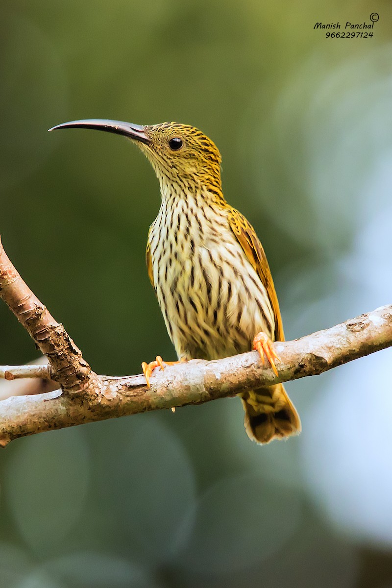 Streaked Spiderhunter - ML205946681