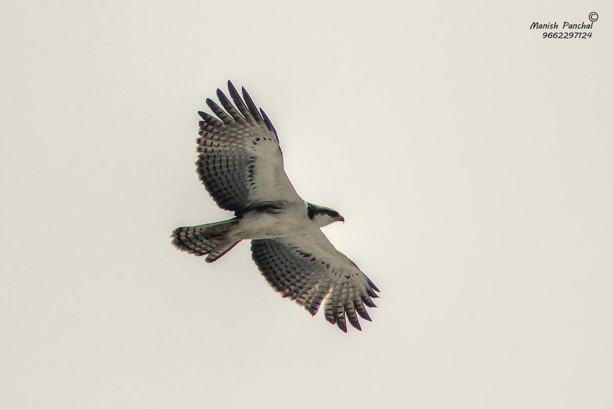 Rufous-bellied Eagle - ML205946791