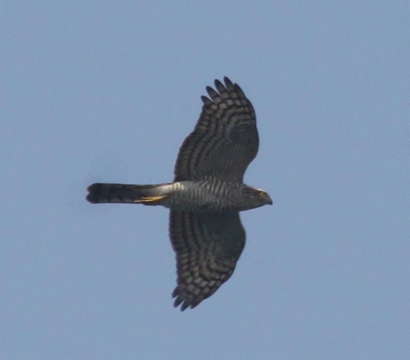 Eurasian Sparrowhawk - ML205947071