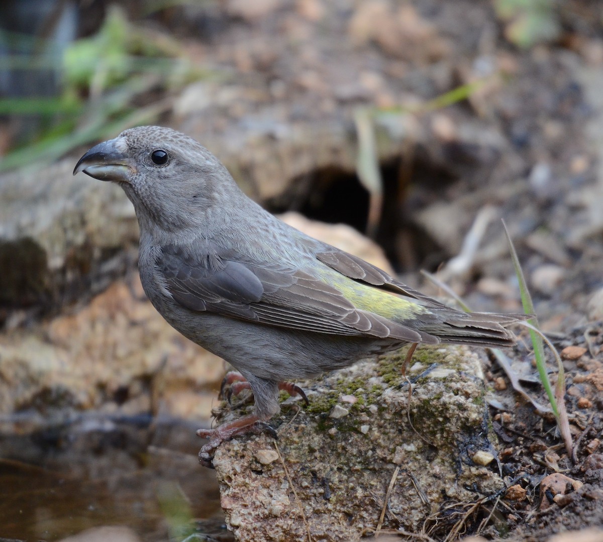 Red Crossbill - Juan José  Bazan Hiraldo