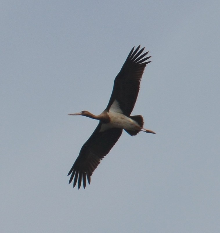 Black Stork - ML205947351