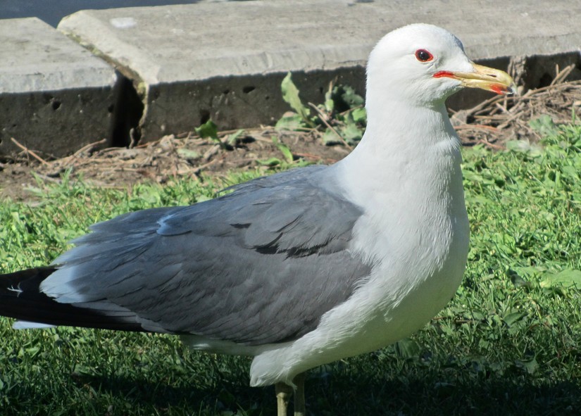 California Gull - Angie Trumbo