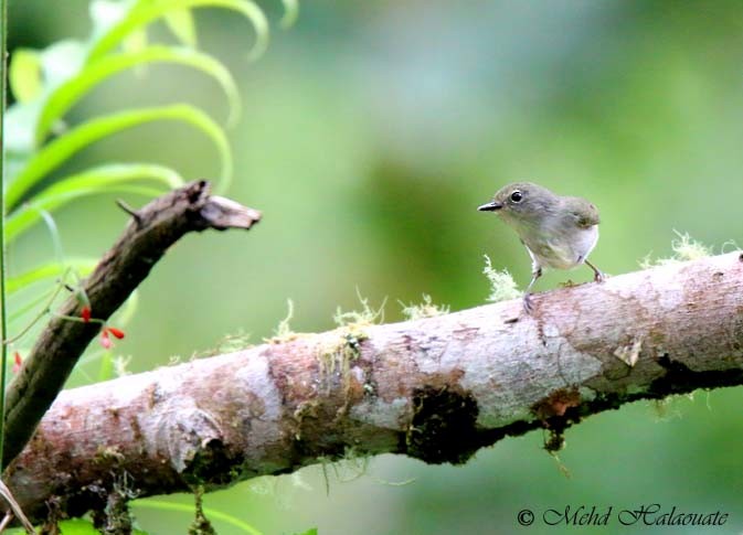 Gray-green Scrubwren - ML205948181