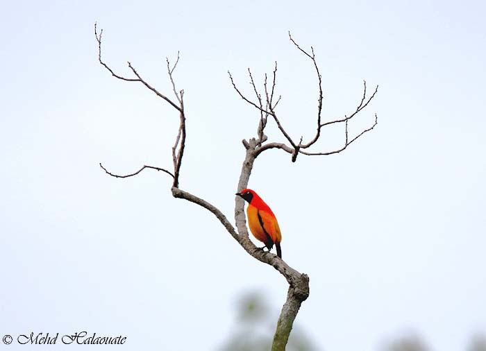 Masked Bowerbird - ML205948231