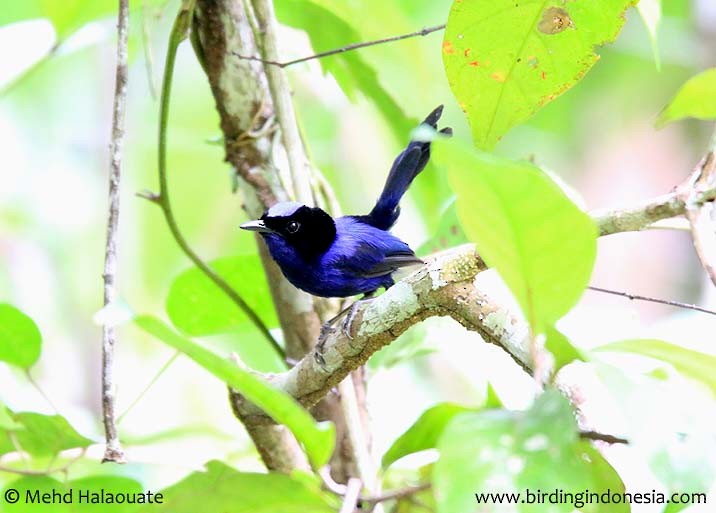 Emperor Fairywren - Mehd Halaouate