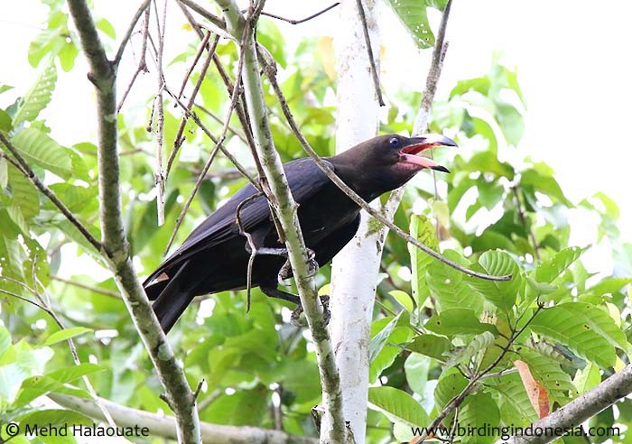 Brown-headed Crow - ML205948261