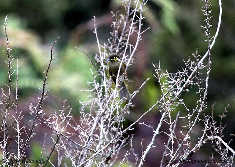 Black-throated Honeyeater - Mehd Halaouate