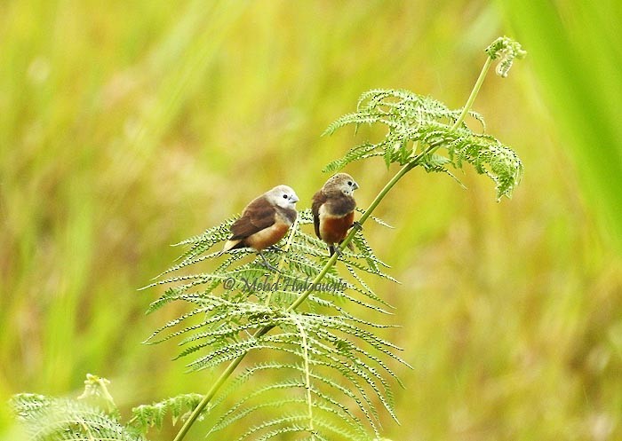 Gray-banded Munia - ML205948321