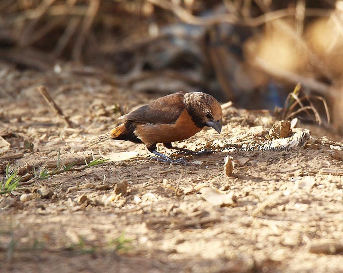 Gray-crowned Munia - ML205948331