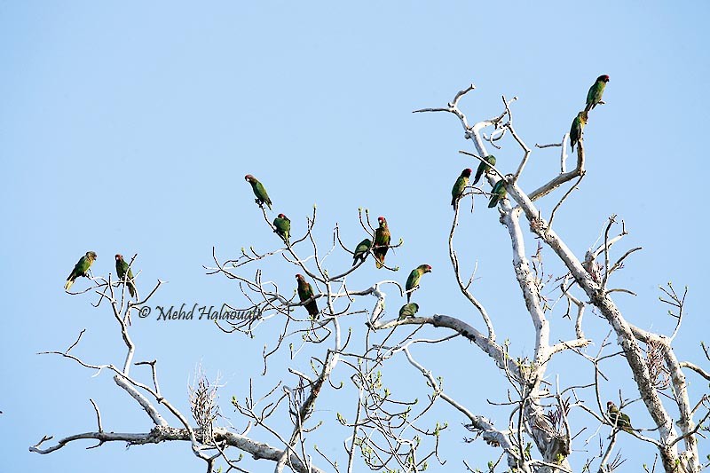 Yellow-streaked Lory - ML205948341