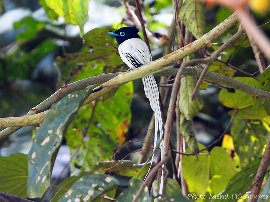 Blyth's Paradise-Flycatcher (Blyth's) - ML205948401