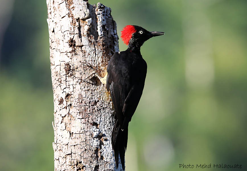 White-bellied Woodpecker - ML205948441