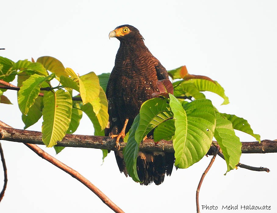 Crested Serpent-Eagle (Simeulue) - Mehd Halaouate