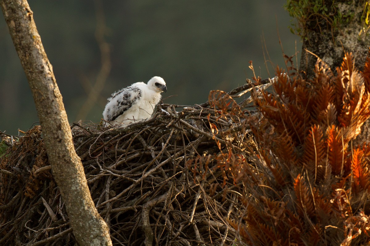 Crowned Eagle - ML205948471