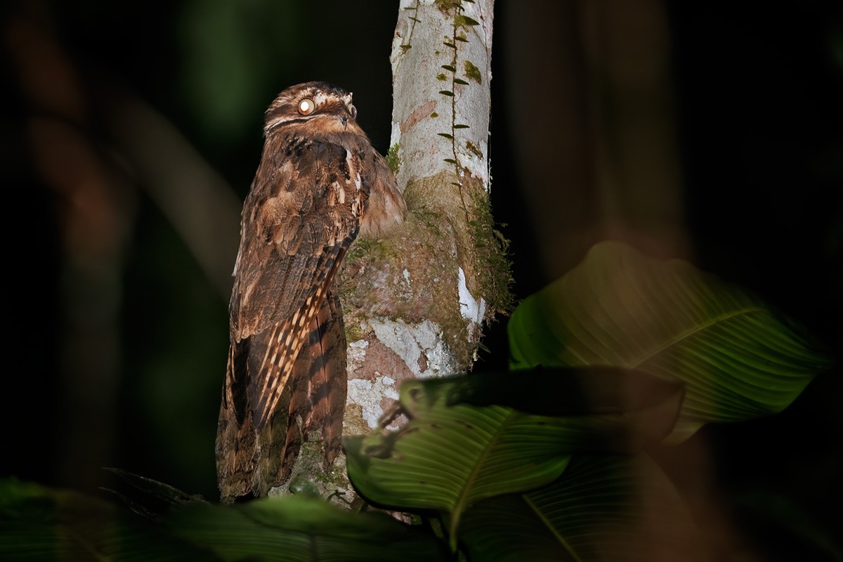 Long-tailed Potoo - Lars Petersson | My World of Bird Photography