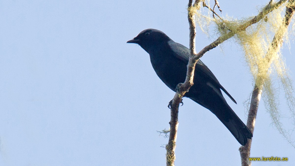 Black-bellied Cicadabird - ML205948521