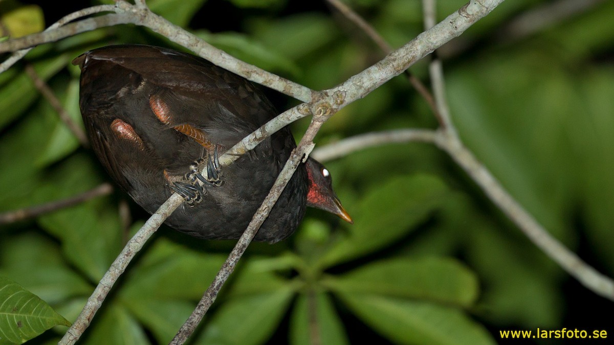 Biak Megapode - ML205948531