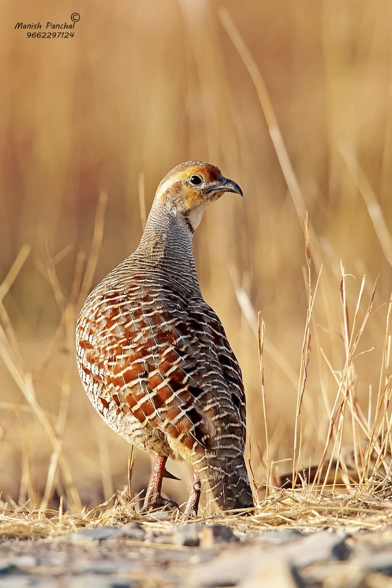 Gray Francolin - ML205948591