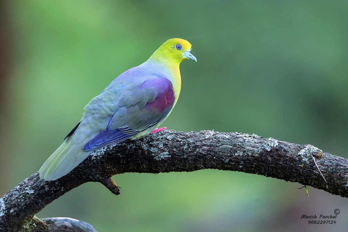 Wedge-tailed Green-Pigeon - Manish Panchal