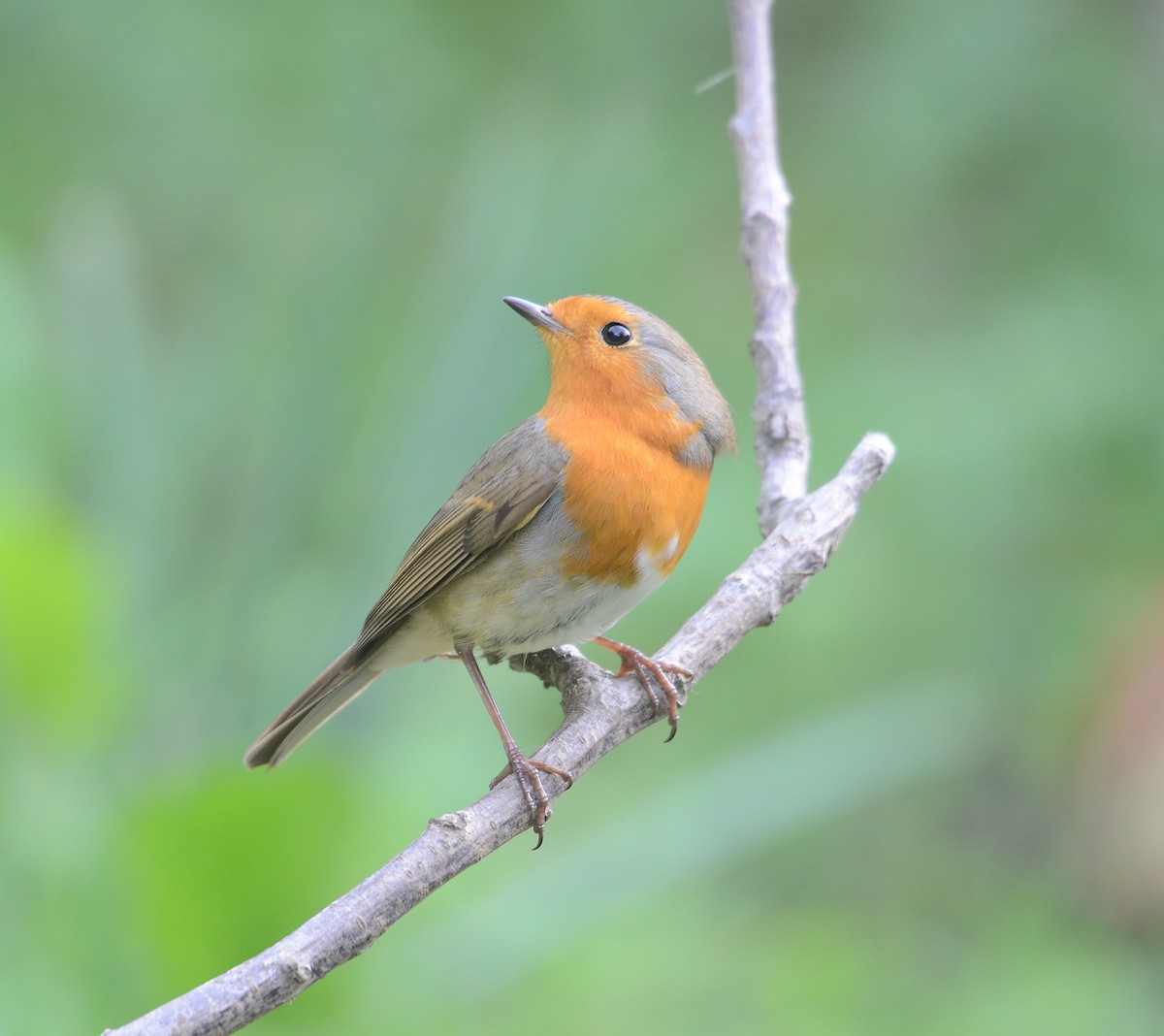 European Robin - ML205949401