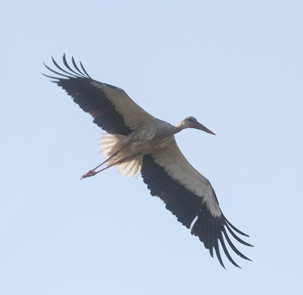 White Stork - ML205949541