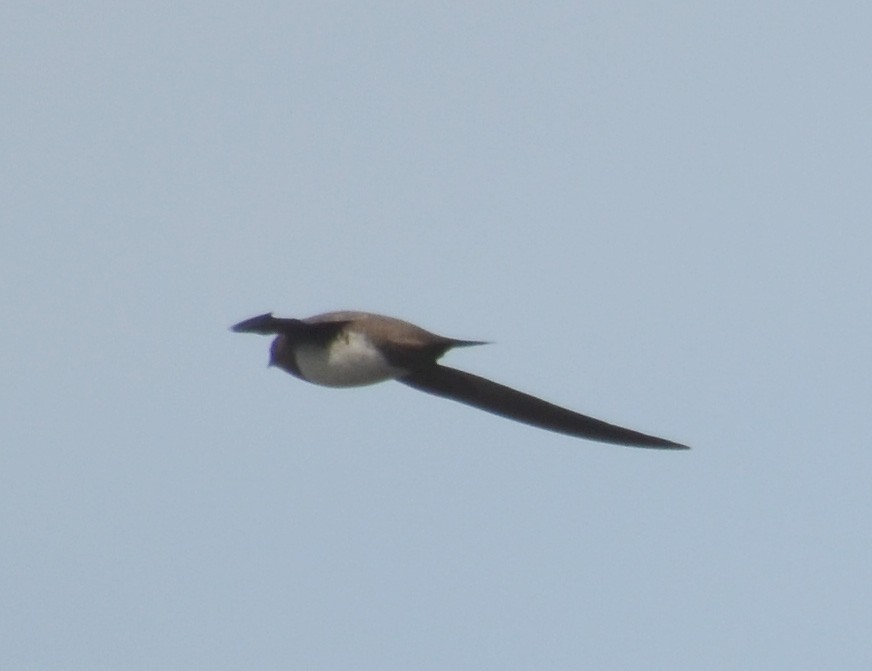 Alpine Swift - ML205949761